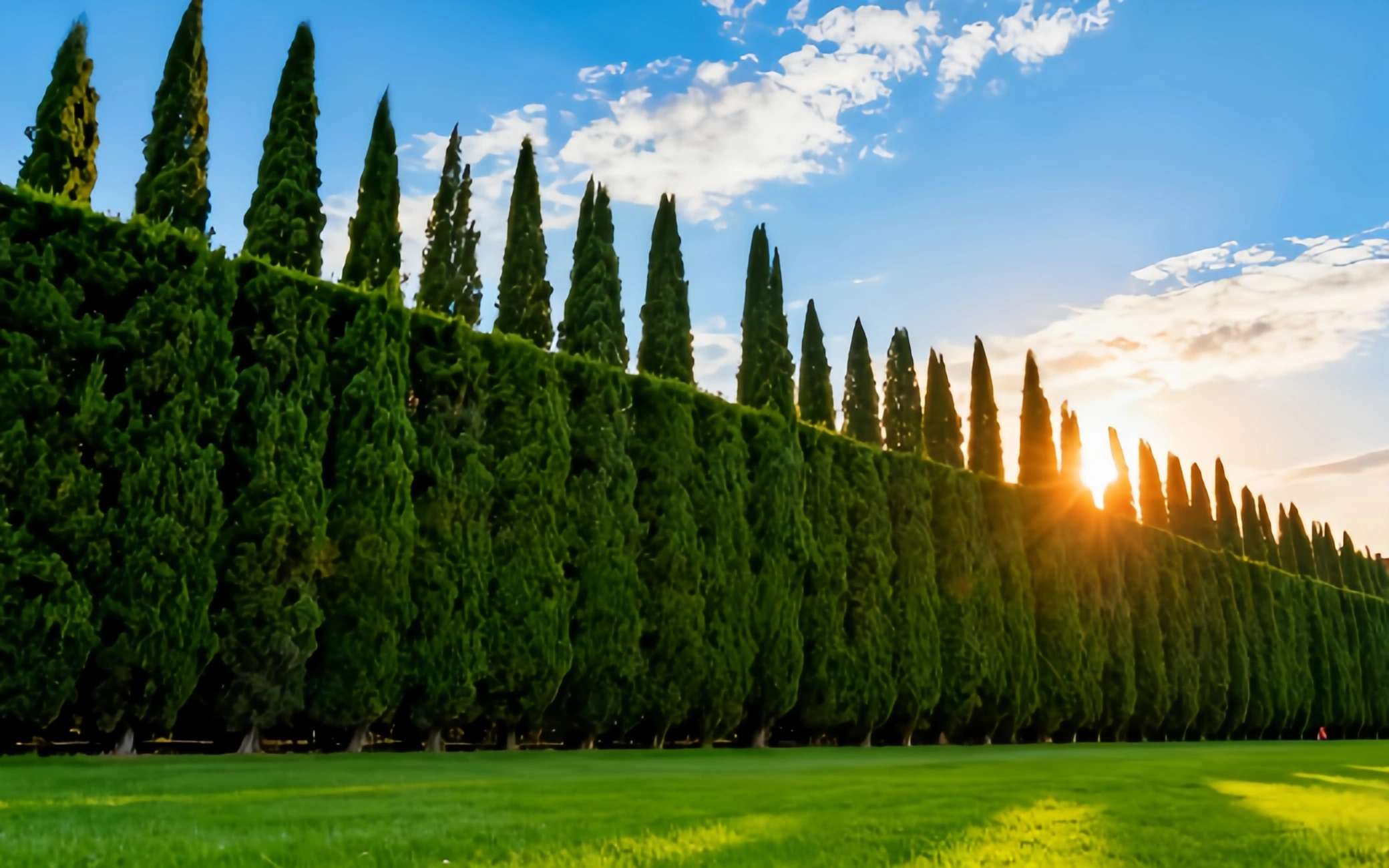 Cypress Trees