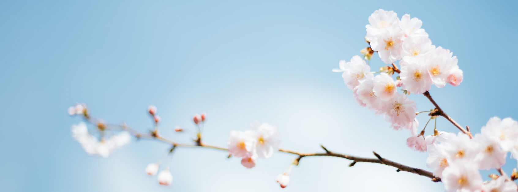 Spring Mei