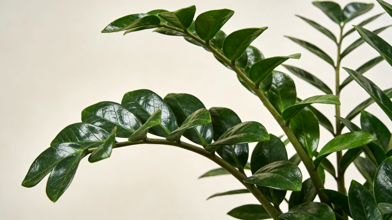 Healthy ZZ plant with glossy dark green leaves in a terracotta pot