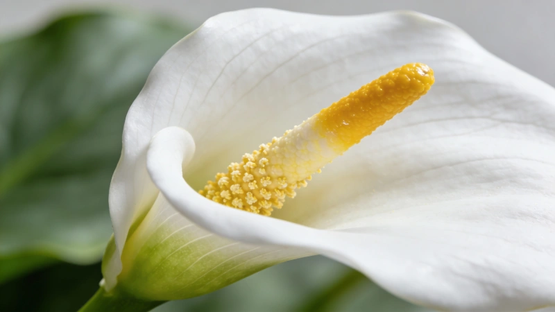 Close-up of peace lily white spathe and yellow spadix showing the flower structure
