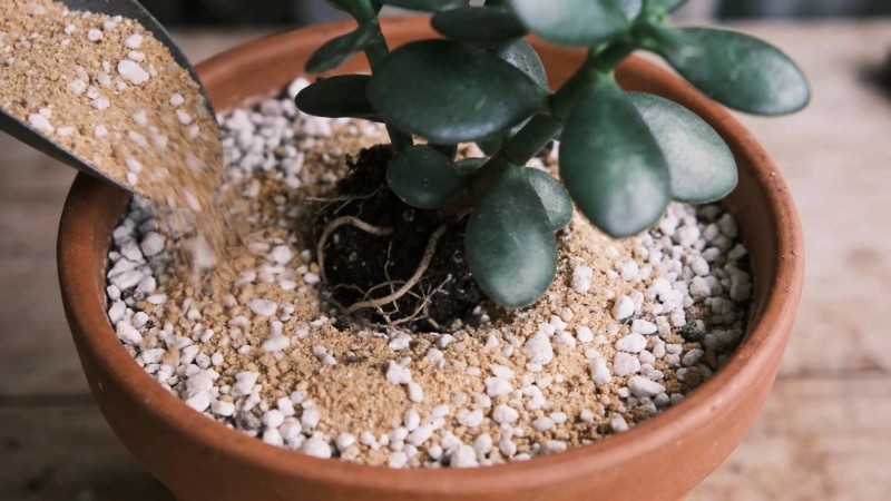 Well-draining succulent soil mix with perlite and sand for jade plant