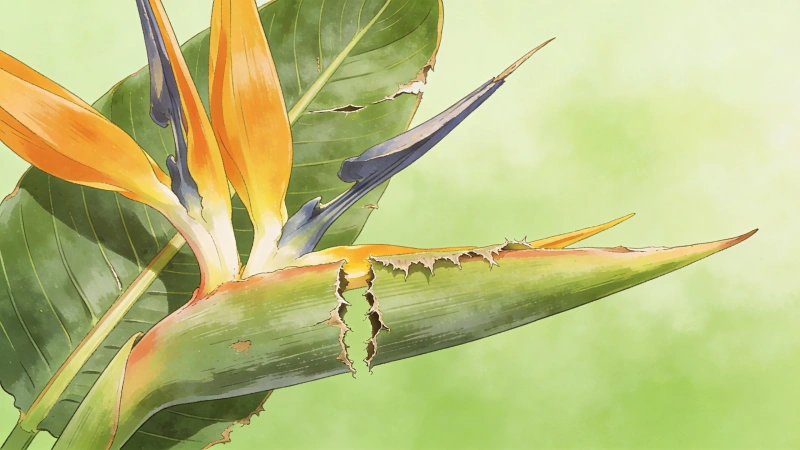 Normal leaf splitting on bird of paradise - natural phenomenon