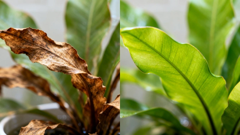 Left: brown tips from tap water. Right: healthy tips after switching to filtered water.