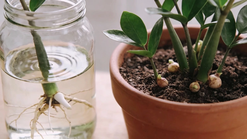 ZZ plant propagation showing a stem cutting rooting in water and leaf cuttings in soil