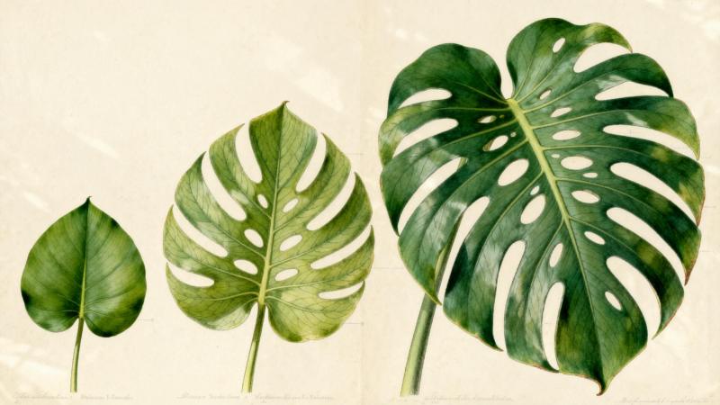 Monstera leaf development stages from solid juvenile leaves to fully fenestrated mature leaves