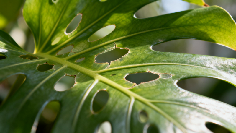 Close-up of Monstera deliciosa leaf showing fenestration holes and splits - Swiss cheese plant care