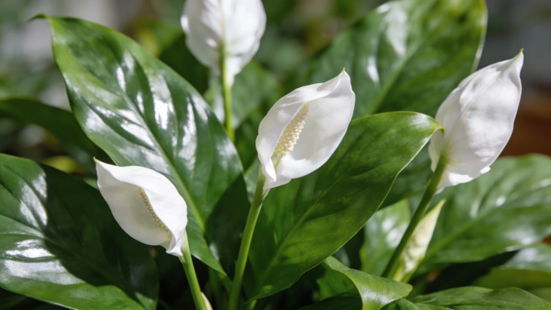 Healthy peace lily with glossy green leaves and white blooms
