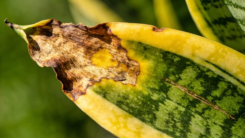 Snake plant leaf with sun damage showing yellowing and brown crispy edges