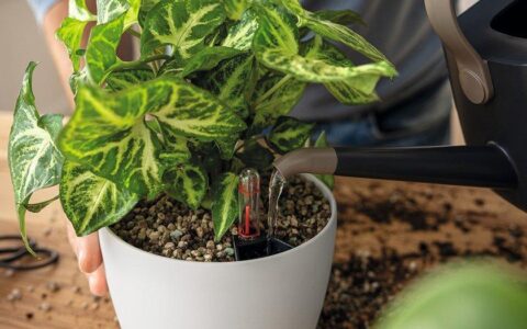 A person checking the water-level indicator and touching the potting mix of a self-watering planter.
