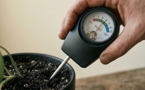 A hand inserting a soil moisture meter probe into the potting mix of a potted houseplant.